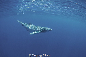 Sunny baby/Humpback whale/Vava'u Tonga by Yuping Chen 